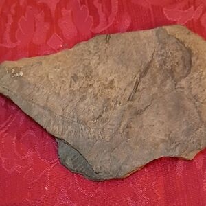 Fern Fossil With Stem🌿6"x4.5"